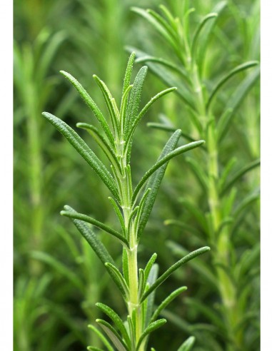 Ulei Indian crestere par si anticadere, 50ml - Khadi