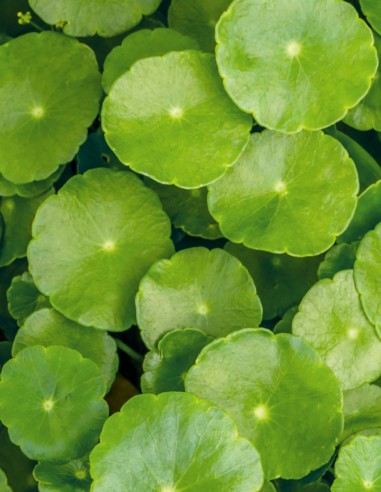 Centella New - Khadi