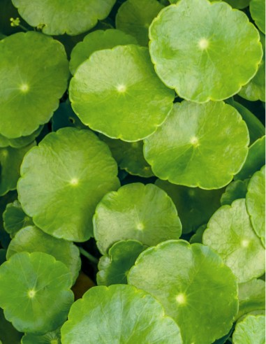 Ulei ayurvedic protectie culoare par,...