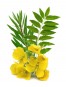 Ulei ayurvedic cu neem pentru scalp Ulei ayurvedic cu neem pentru scalp