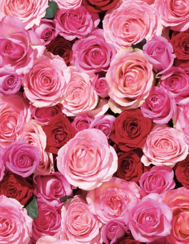 Trandafir -  Rose Love - Khadi