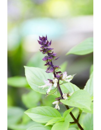 Sampon pudra cu Amla, Reetha si Shikakai Khadi