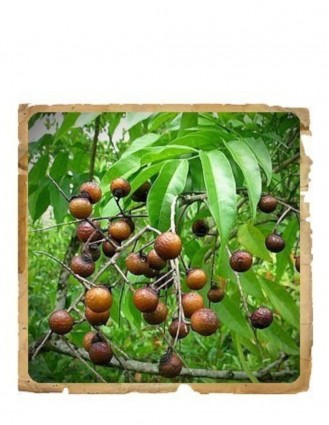 Pudra de Reetha (Aritha) Le erbe di Janas 100gr