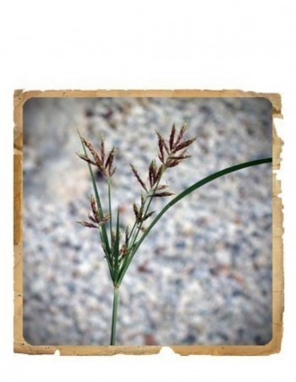 Nagar Motha Pudra Ayurvedica Le Erbe di Janas 100gr