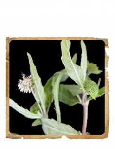 Bhringraj (Maka) Pudra Ayurvedica Le Erbe di Janas 100gr 2