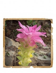 Curcuma Pudra Ayurvedica Le Erbe di Janas 100gr 2