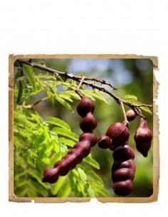 Shikakai Pudra Ayurvedica Le Erbe di Janas 2