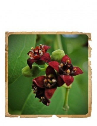 Pudra de lemn de santal Le Erbe de Janas 100gr