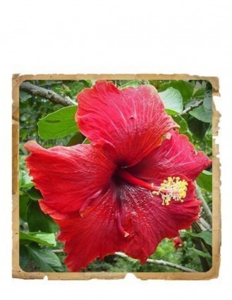 Pudra de Hibiscus (Jaswand) Le Erbe de Janas 100gr