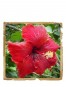 Pudra de Hibiscus (Jaswand) Le Erbe de Janas 100gr