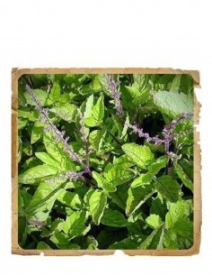 Pudra de Tulsi Le Erbe di Janas 100gr 2
