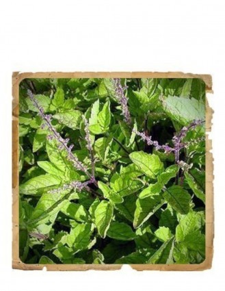 Pudra de Tulsi Le Erbe di Janas 100gr