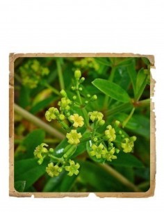 Manjistha Pudra Ayurvedica Le Erbe di Janas 100gr 2
