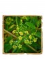 Manjistha Pudra Ayurvedica Le Erbe di Janas 100gr Manjistha Pudra Ayurvedica Le Erbe di Janas 100gr