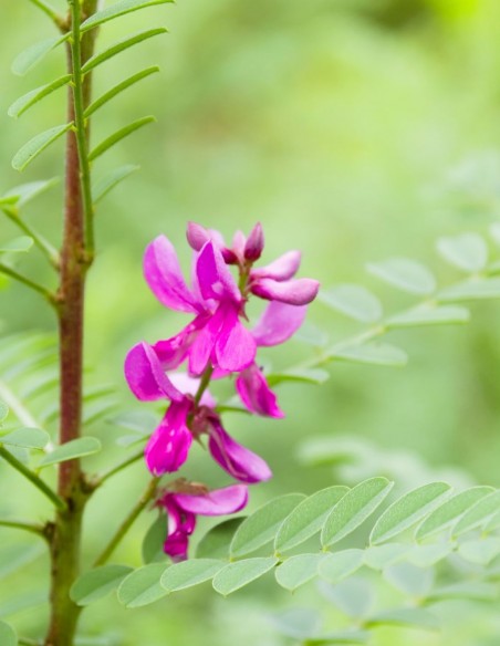 Negru Khadi - vopsea de par naturala